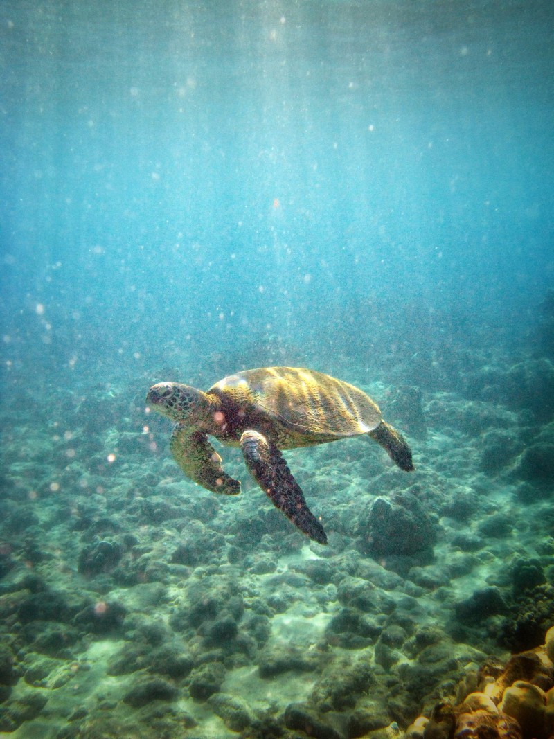 Swimming Hawaiian Green Sea Turtle